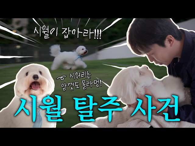 뮤비 촬영해야하는데 🐶배우가 도망쳐요 | 또또+부디 행복해질 것 MV 촬영 비하인드