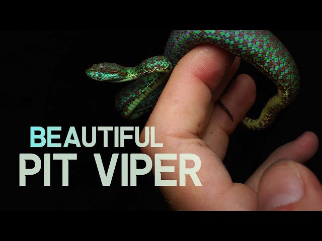 LOOKING FOR BEAUTIFUL PIT VIPERS