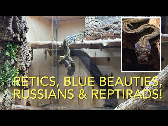 Kayuadi retic rehouse, new reptirad heater review & more rehousing!