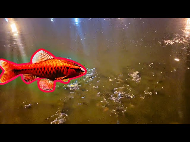 Feeding The Fishes | They Fight For the Food 😨 [ASMR VIDEO]