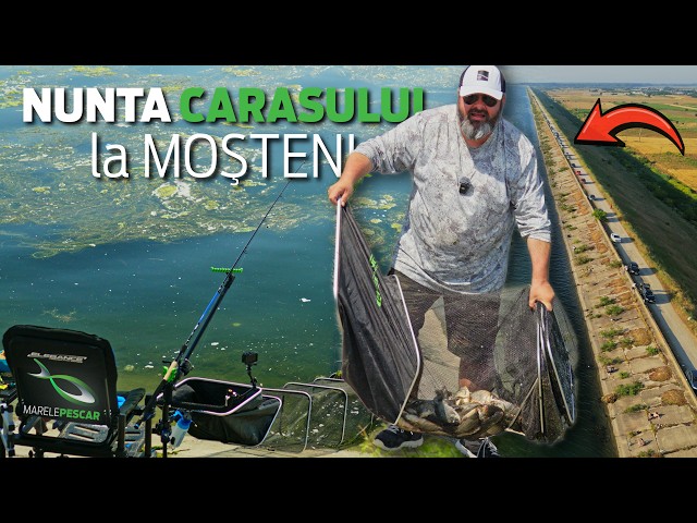 Pescuit la Method Feeder în "jungla" de pe Olt | Anelin Enache | MarelePescar