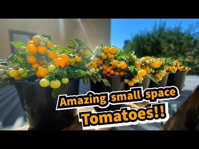 Growing Productive Tomatoes in Containers (Bush Tomatoes from Seed to Harvest) Container Garden