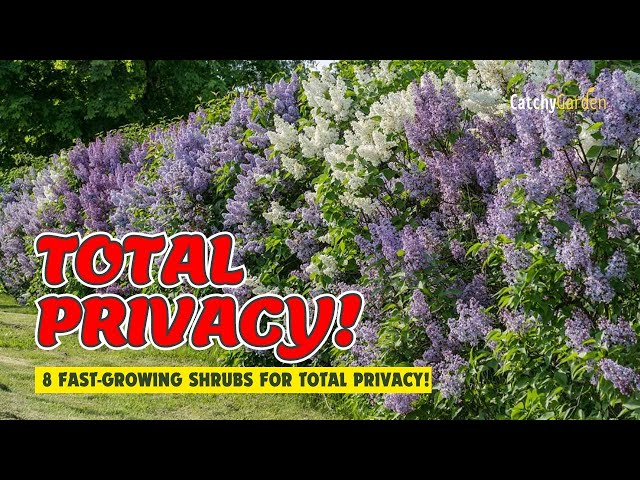 8 BEST FAST-GROWING SHRUBS for TOTAL PRIVACY! // 🌲🏡🌷 Gardening Ideas