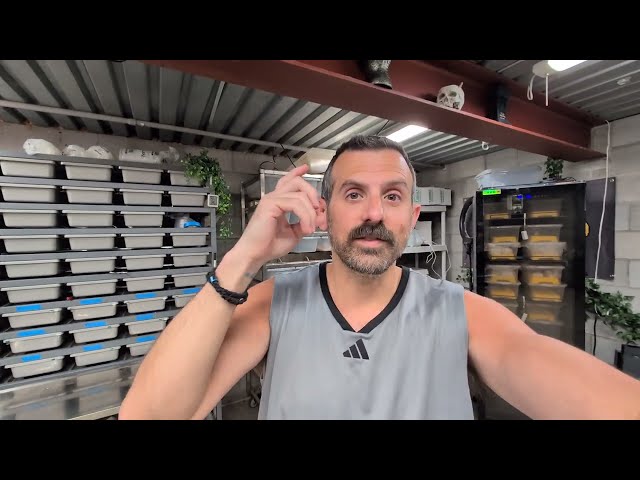 WATCH THIS Before Starting To Breed BALL PYTHONS! TSRR 211