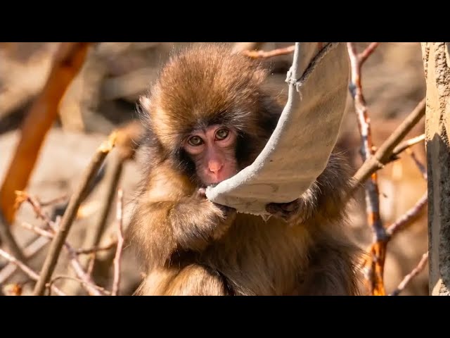 Punch 🐵 Wants To Sit 😋 Sister Is In Ready To MATE Position, But Punch Had Something Else In Mind 😲🫣🤣