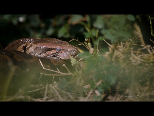 A Hiss from the Jungle!                        Indian Rock Python.The Indian python (Python molurus)