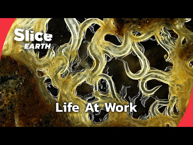 Soil Is Alive: The Living World Beneath Our Feet | SLICE EARTH | FULL DOC