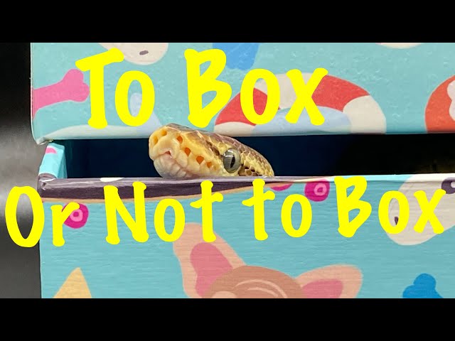 Feeding a snake in or out of the enclosure - using a feed box or not