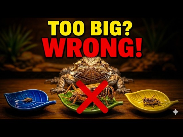 8 Feeding Mistakes 90% of Reptile Owners Are Still Making in 2026