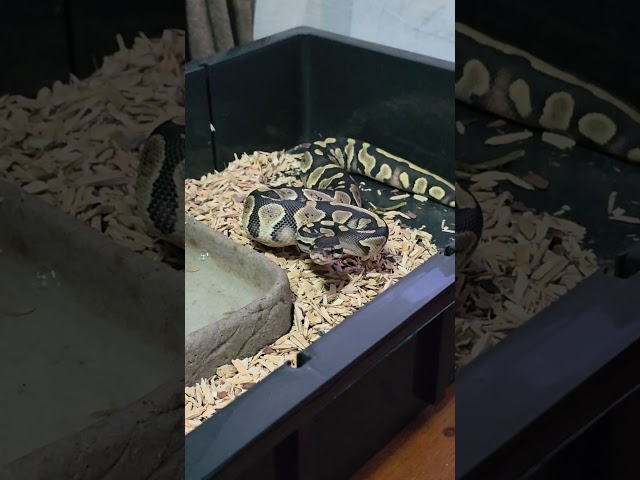 Unbelievable Striking Speed of a Ball Python in Action#reptiles #petreptile #reptilepet #ballpython