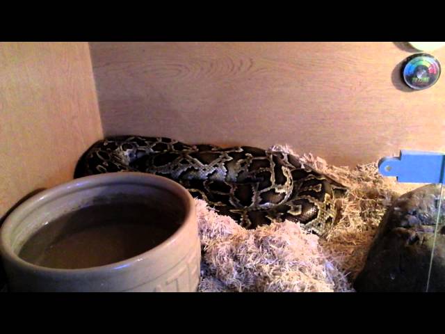 Dwarf Burmese python and her eggs