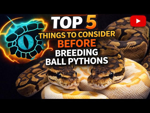 5 things to consider before breeding Ball Pythons 