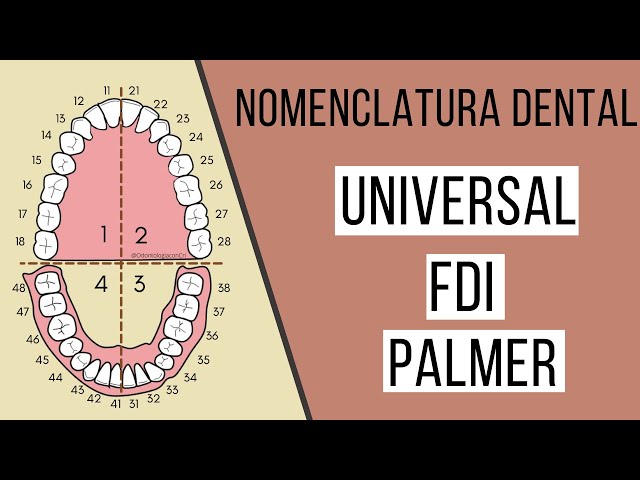Nomenclatura dental FDI | Universal | Palmer | Odontología Con Cri
