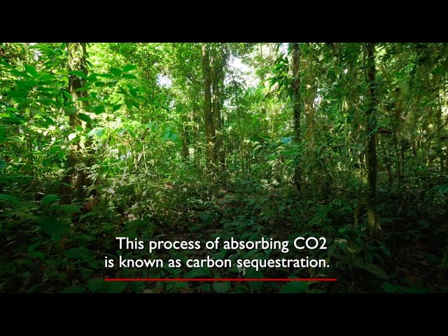 What is carbon sequestration? And what is the Amazon's important role