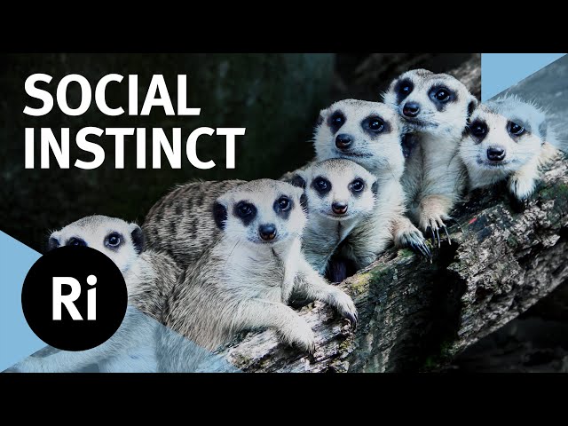 The Science of Cooperation – with Nichola Raihani