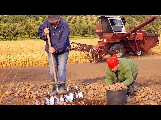 What Real Ukrainian Village Life Looks Like: Farming, Animals, and Home Cooking