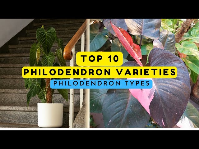 The Most Beautiful Philodendrons