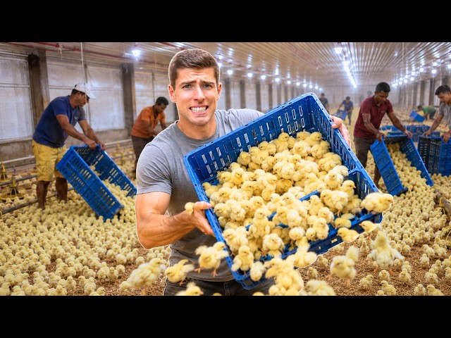 Unloading 15,000 New Chicks Into My Farm