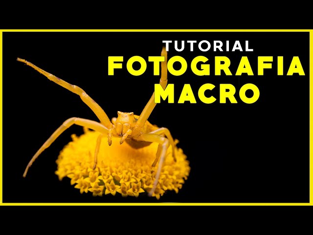 Tutorial de fotografía macro