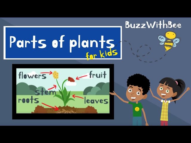 Parts of a Plant for Kids