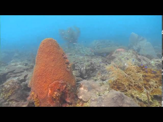 Conservation of Oceans