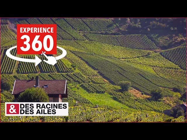 [Vidéo 360] Une viticulture héroïque en Savoie !
