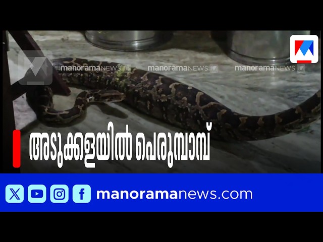 Snake caught from kitchen of house in Morazha, Kannur | Kannur | House Snake