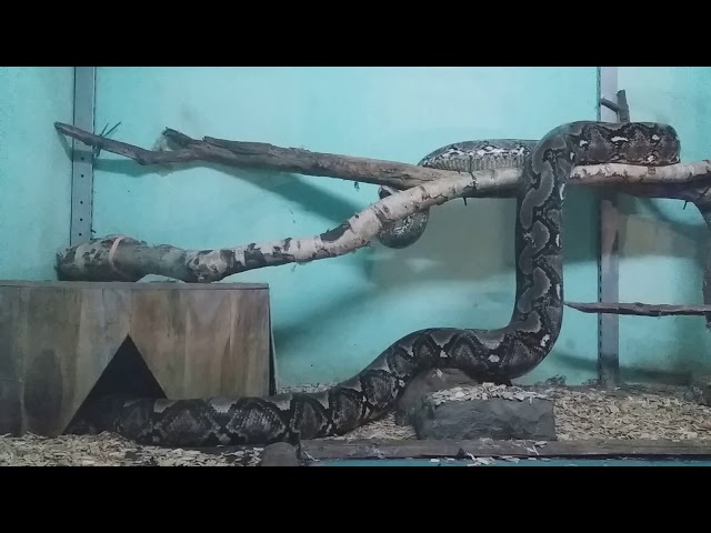 Netzpython