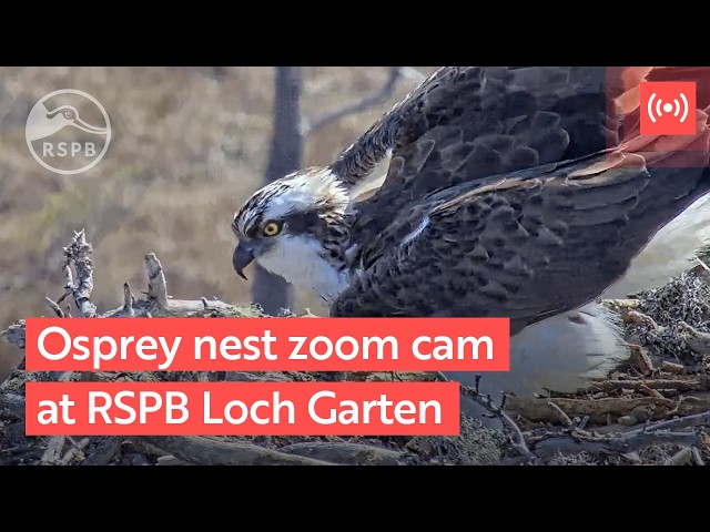 Osprey zoom camera | RSPB live nature cameras