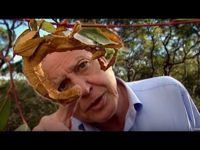 Life of Insects | Attenborough: Life in the Undergrowth | BBC Earth