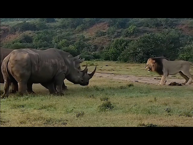 Rhinos mess with the wrong Male lion