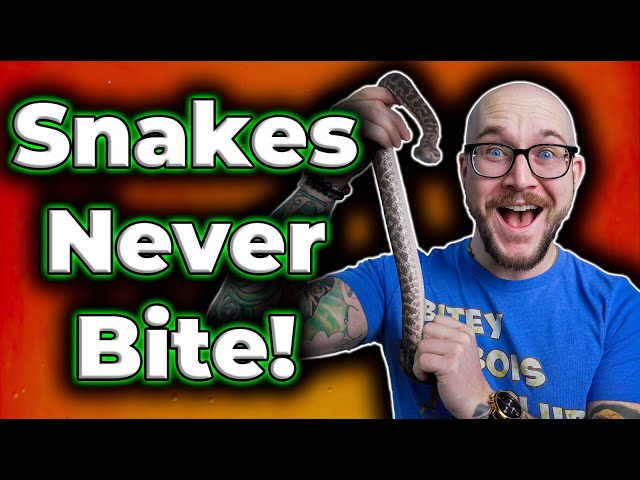 These Pet Snakes WIll NEVER Bite You!