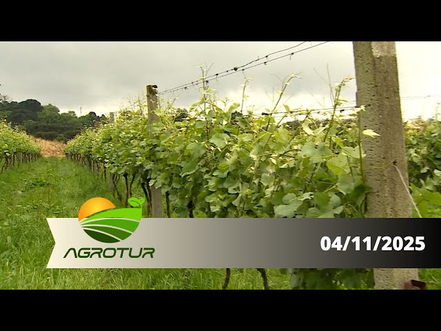 AgroTur: Produção do vinho fortalece a economia estadual