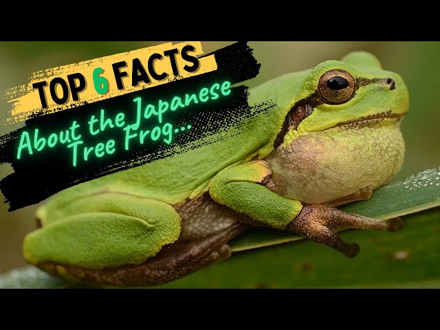 Facts About the Japanese Tree Frog