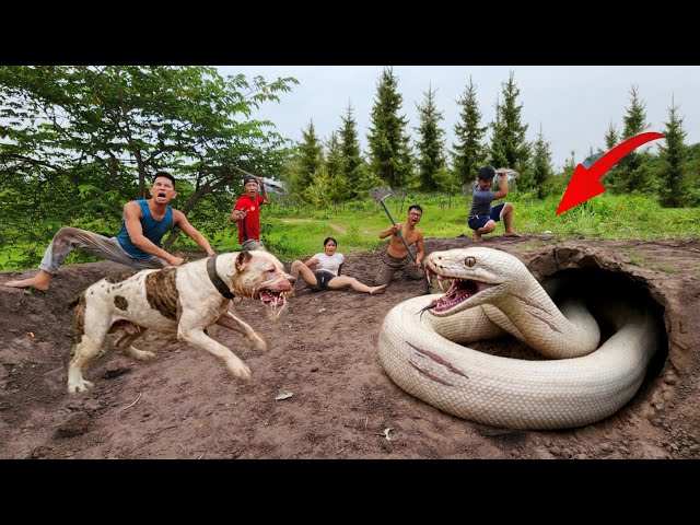 Brave Hunters Surrounded and Captured a Giant White Python Hiding in A Cave.