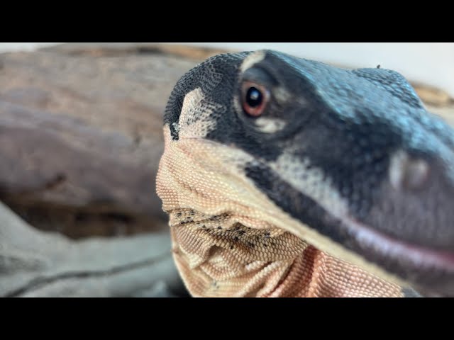 Python Feeding Day! Feeding some of our Australian pythons and also seeing some of our lizards