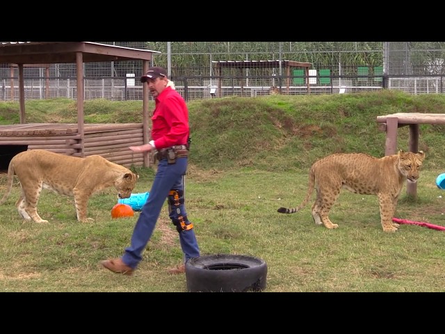 Joe Exotic's Video Message to Trump - Day 29 Tiger King