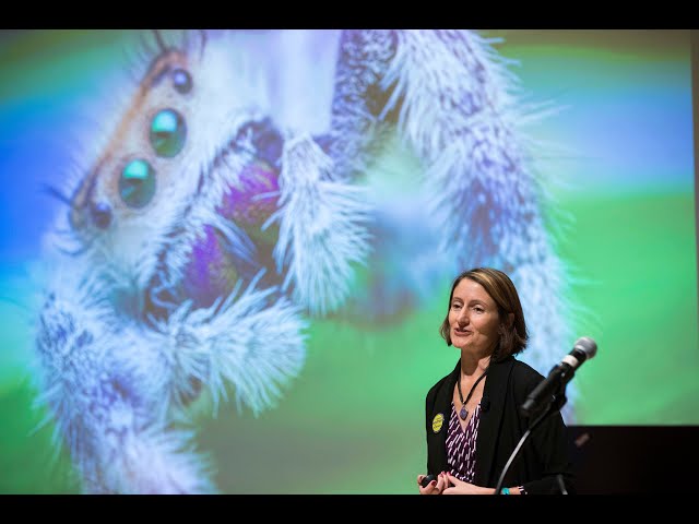 Using Arachnids to Inspire D.R.E.A.M.S.