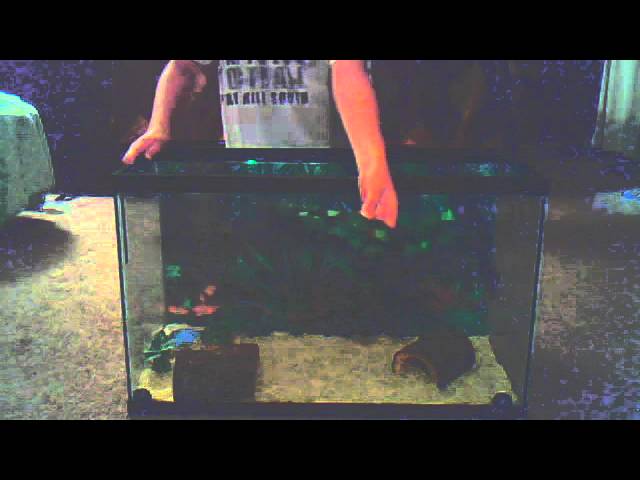 How to setup a ball python enclosure