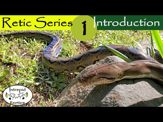 🟢What is a Reticulated Python?