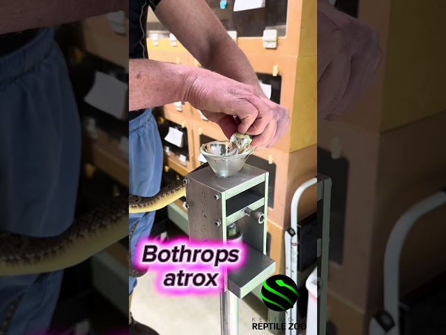 Mapaná venom extractions #venomouscreatures