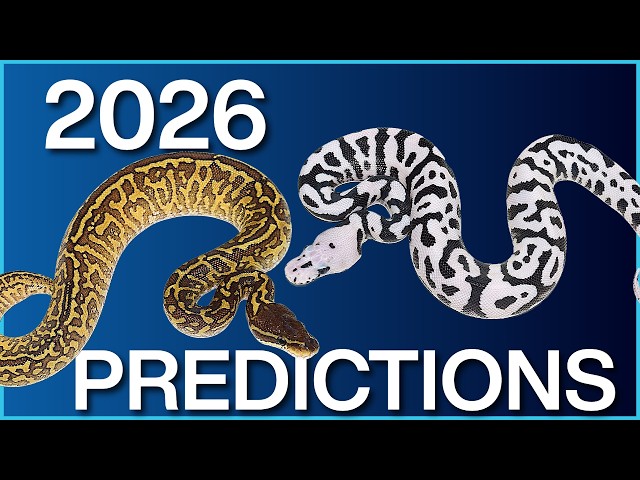 What will be the next BIG thing in the Ball Python industry?