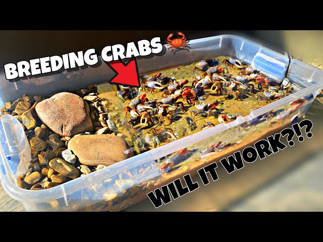 Breeding Fiddler Crabs (DIY Bin Setup)