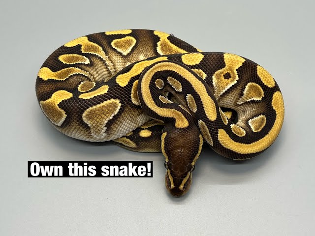 I updated Morph Market! Available Ball Pythons.