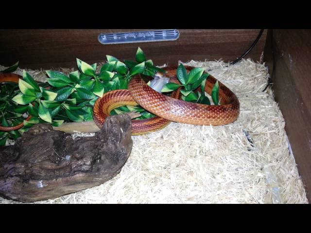 Absynthe the snake eats a mouse