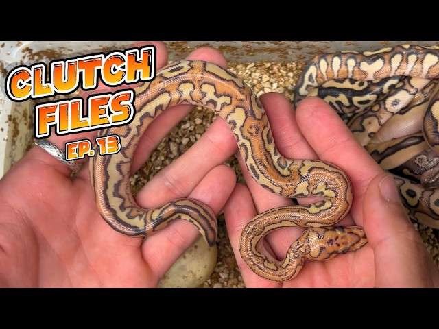 Clutch Files Ep. 13 - Last Crazy Clowns of the year + Cantaloupe & Lace in Zebra & Monsoon