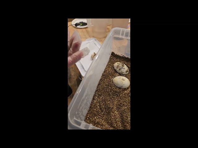 Hatching our first clutch !