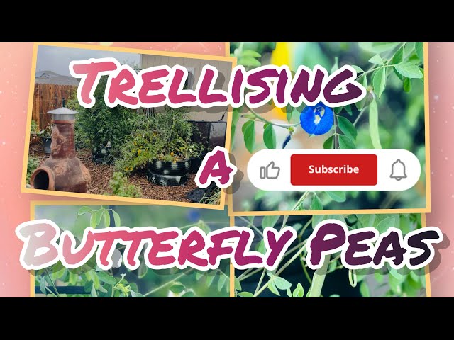 Butterfly Pea Trellis | What to do with it | Season 6 | E54