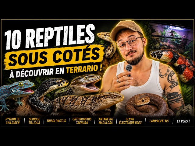 10 UNDERRATED reptiles that deserve a spot in your terrarium 🦎