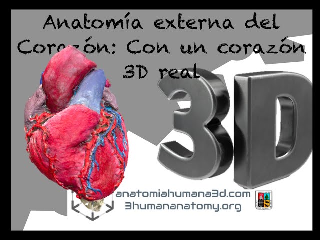 External Anatomy of the Heart: Using a real heart in 3D format. A must-see!